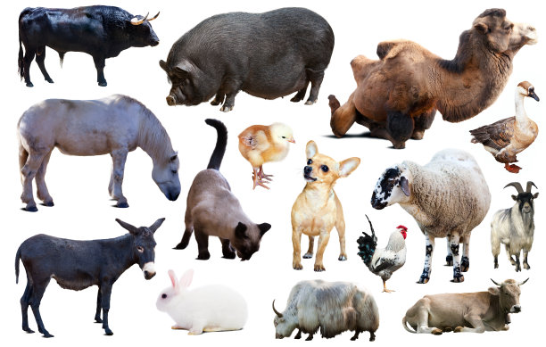 一组农场动物图片下载