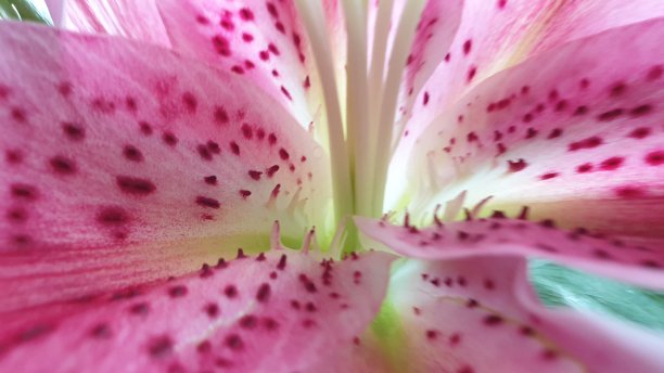 近距离的粉红色观星虹膜图片下载