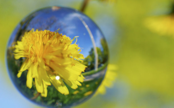 玻璃球后面的蒲公英图片下载