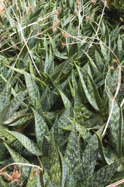 野生芦荟植物图片下载