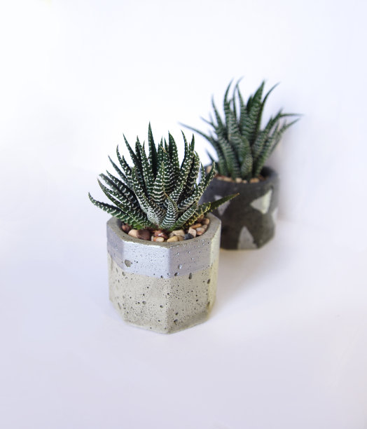 混凝土盆里的多肉植物。手工水泥政治盆与绿色哈沃斯植物。灰色的形式装饰图片下载