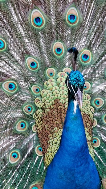 雄孔雀羽毛图片下载