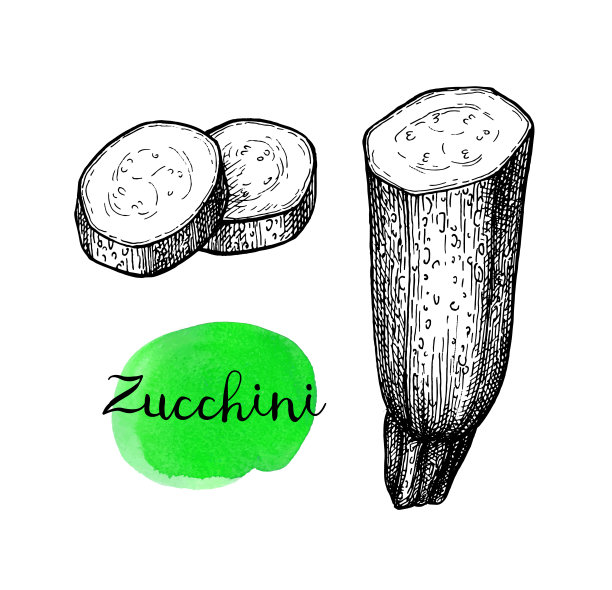 西葫芦的水墨素描。图片下载