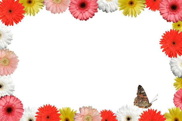 雏菊花上的蝴蝶孤立在白色的花架上图片下载