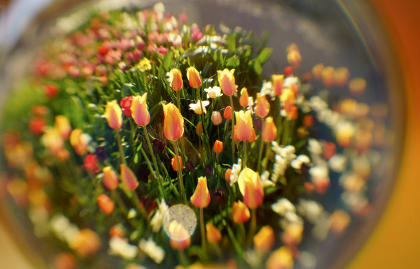 玻璃球后面的郁金香图片下载