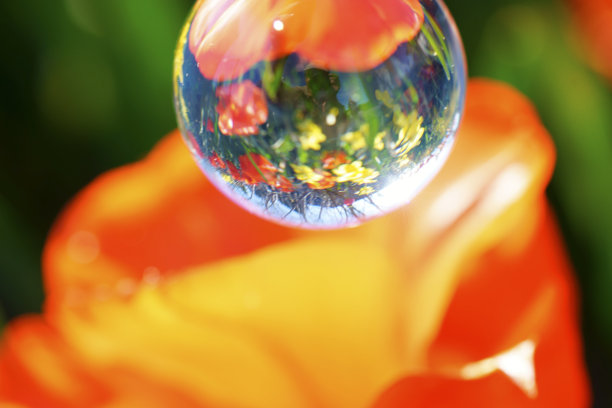 玻璃球后面的郁金香图片下载