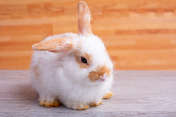 可爱的兔子图片素材ID：337492722