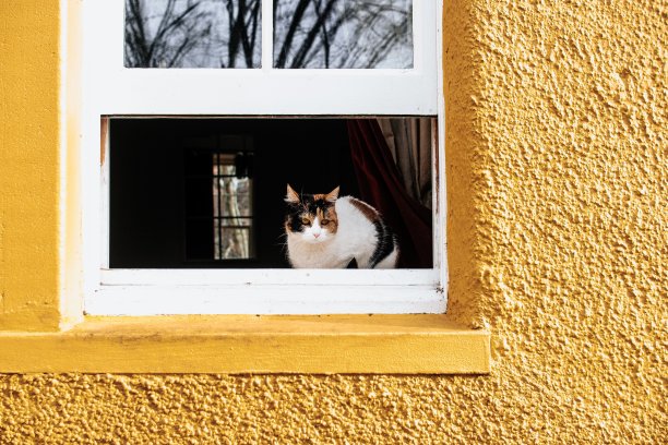 姜和黑白相间的猫坐在窗户上图片下载