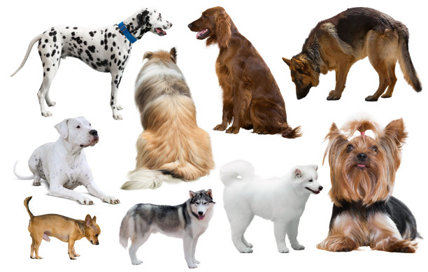 犬种孤立图片下载