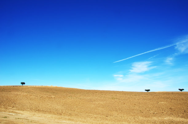 葡萄牙阿连特霍地区的耕地和树木图片下载