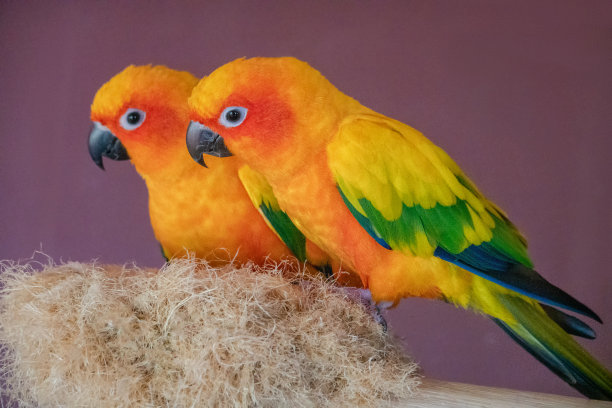 鸟窝上的两只鹦鹉素材图片