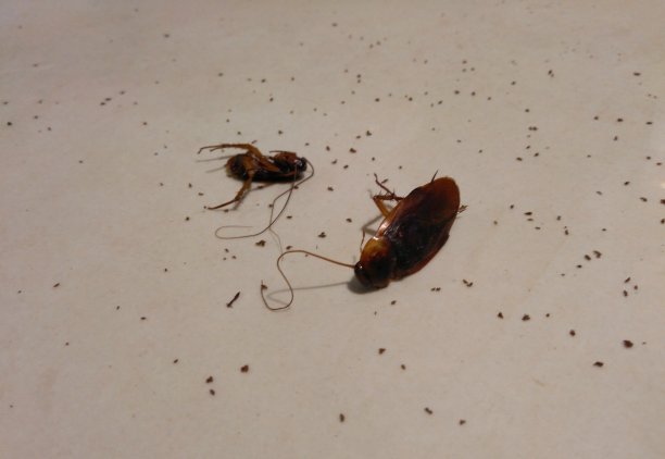 美洲大蠊美洲大蠊，蟑螂的一种图片下载