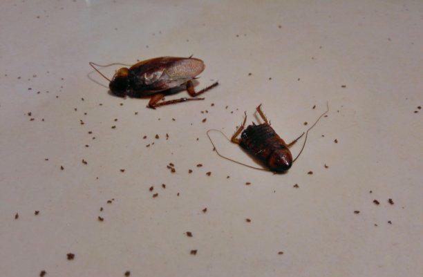 美洲大蠊美洲大蠊，蟑螂的一种图片下载