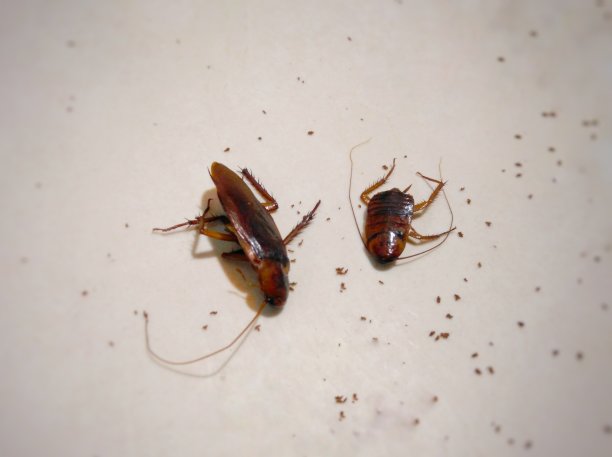 美洲大蠊美洲大蠊，蟑螂的一种图片下载