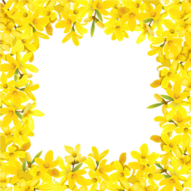 连翘的框架。名片模板。毛茸茸的开花黄色春天树围。图片下载