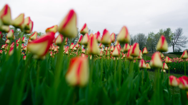 郁金香盛开图片下载