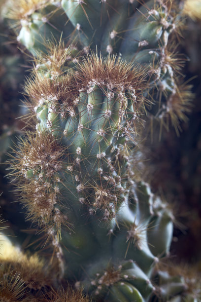 特写仙人掌图片下载