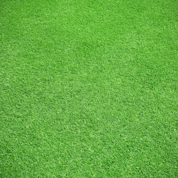 美丽的绿草纹理图片下载