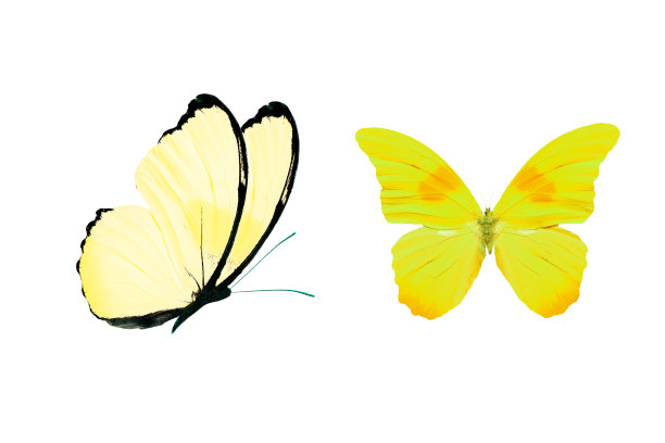 黄色蝴蝶孤立在白色背景上。热带昆虫。图片下载