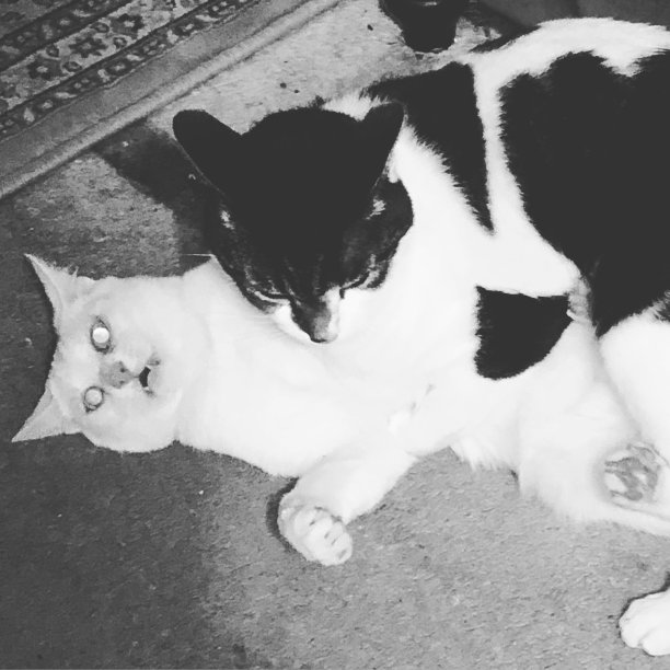 黑白猫图片下载