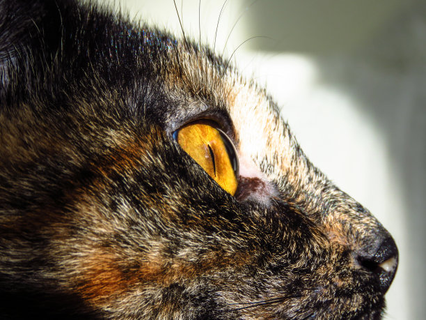 漂亮的花斑猫图片下载