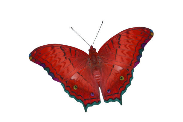 美丽的红蝴蝶孤立在白色背景上图片下载
