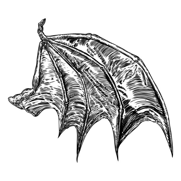 手绘复古蚀刻木刻堕落天使或吸血鬼详细的翅膀。龙或滴水嘴兽的翅膀。纹章翅膀纹身和吉祥物设计。孤立的素描集合。向量。图片下载