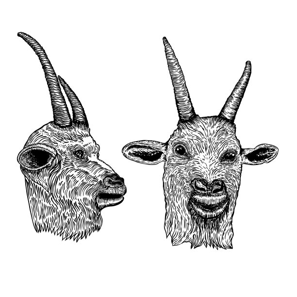 一套有趣的山羊，农场动物的头与角。黑白素描。向量图片下载