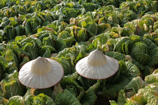 蔬菜在绿色农场在农村图片下载