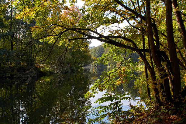 绿色的森林和河流。森林湖。这条河在树林中流过。美丽的自然景色。绿色森林景观照片。森林自然在一个晴朗的日子。德国美丽的自然风光。图片下载