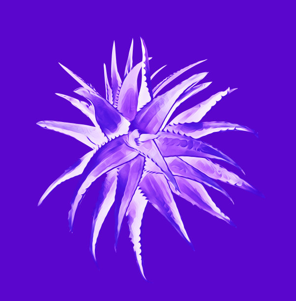 芦荟属植物。图片下载