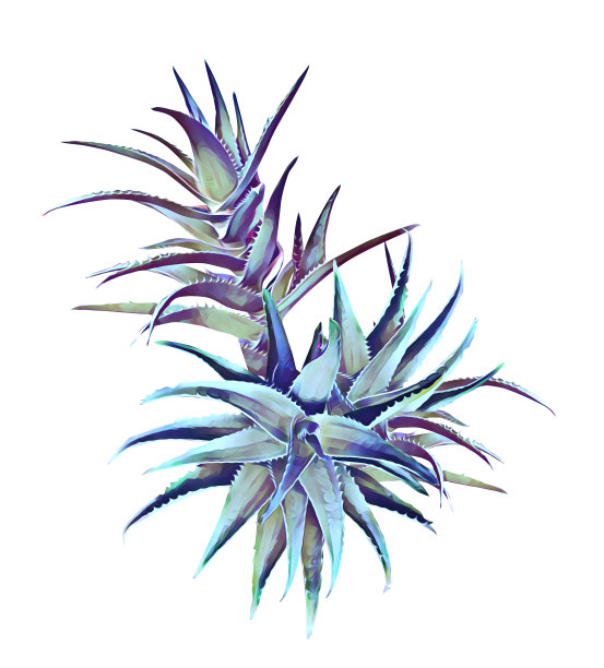 芦荟属植物。图片下载