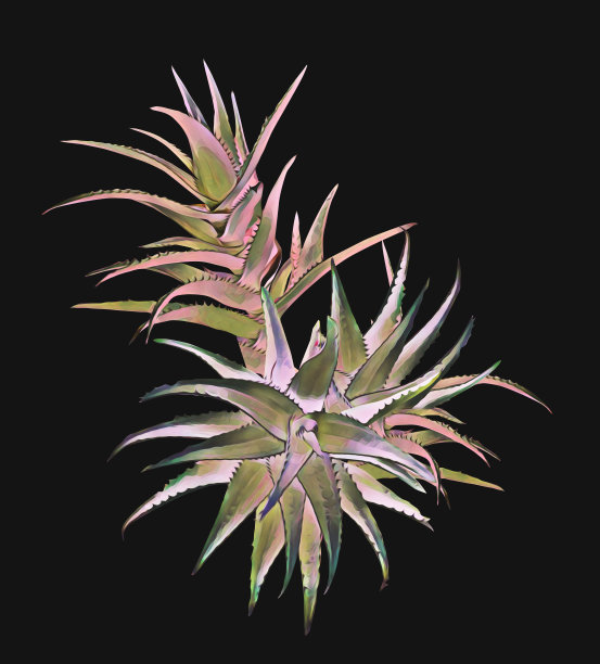 芦荟属植物。图片下载