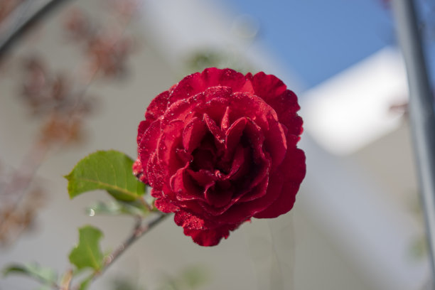 背景与彩色玫瑰灿烂在我的花园里为特殊的日子图片下载