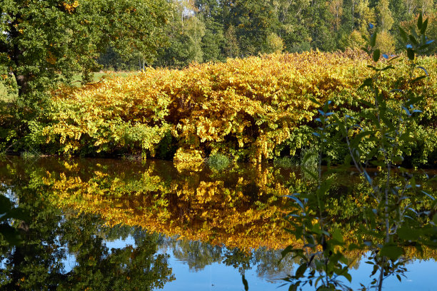 绿色的森林和河流。森林湖。这条河在树林中流过。美丽的自然景色。绿色森林景观照片。森林自然在一个晴朗的日子。德国美丽的自然风光。图片下载