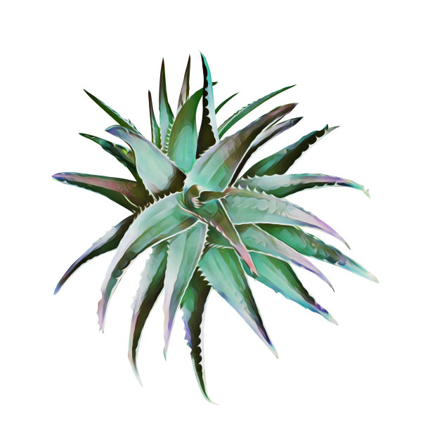 芦荟属植物。图片下载