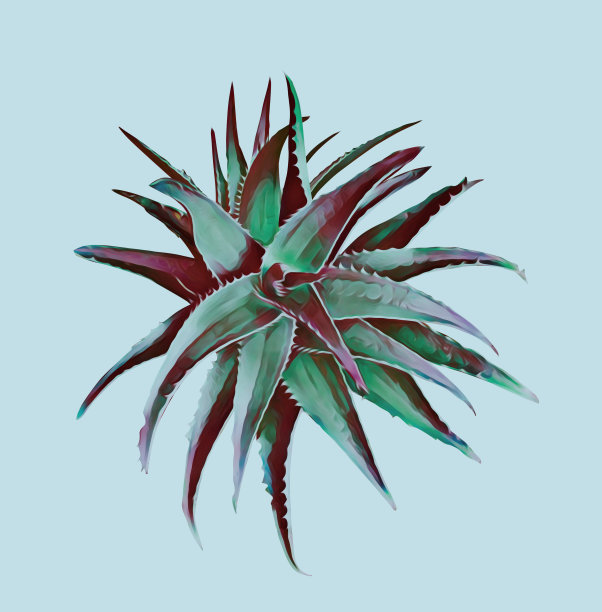 芦荟属植物。图片下载