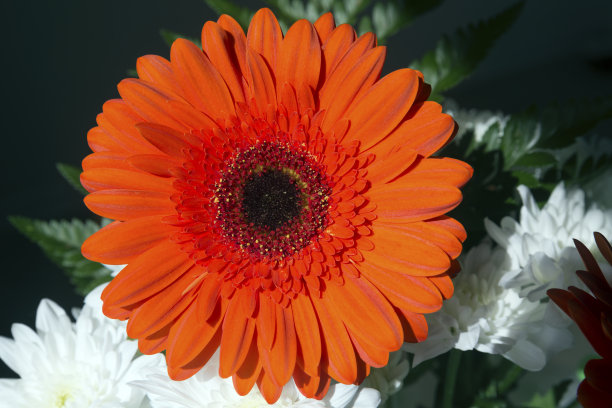 红色非洲菊。图片下载