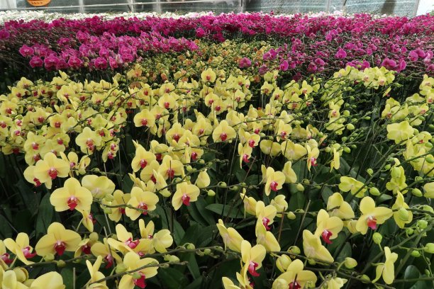 蝴蝶兰花和兰花在农场种植图片下载