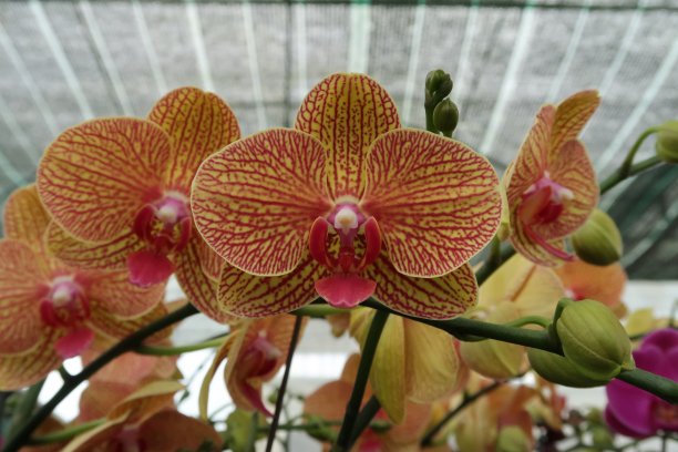 蝴蝶兰花和兰花在农场种植图片下载