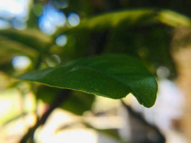 一片绿色的柠檬树叶子图片下载