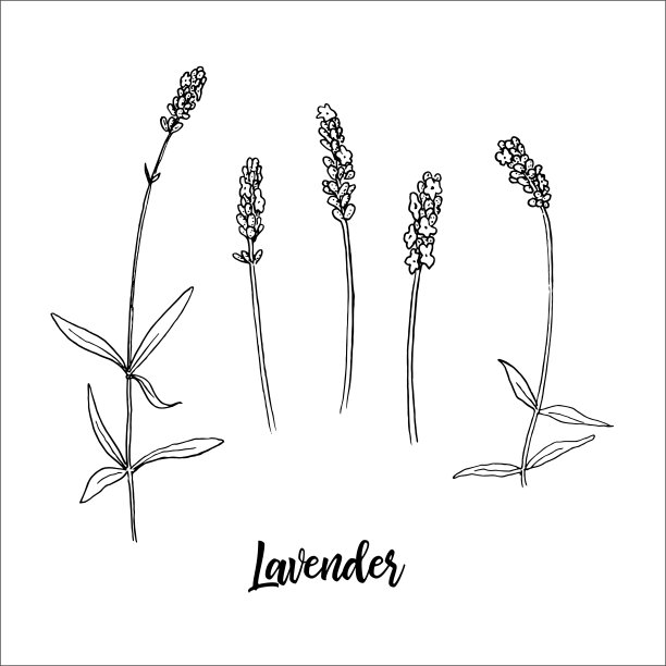 薰衣草花的茎和头开花。一束薰衣草花。水墨笔素描风格。矢量插图。图片下载