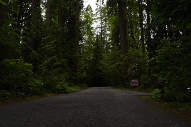 牧师点公园的森林景观图片下载