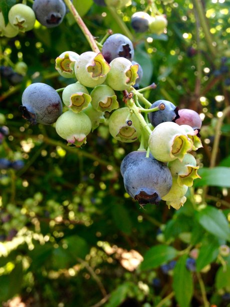 几乎准备好了图片下载