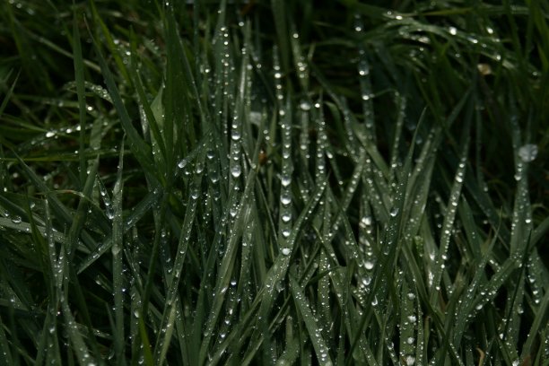 雨落在草地上。图片下载