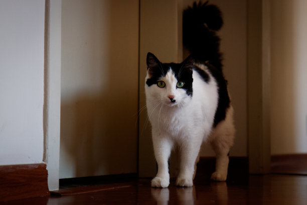 猫肖像2图片下载