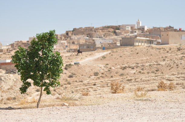 沙漠中的绿树。突尼斯Matmaty轮。老突尼斯小镇。高温与欲望图片下载