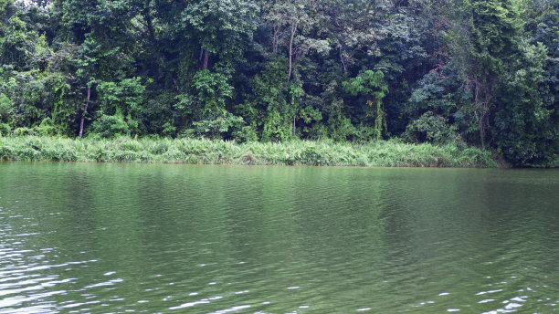 湖和雨林在新加坡的林地图片下载