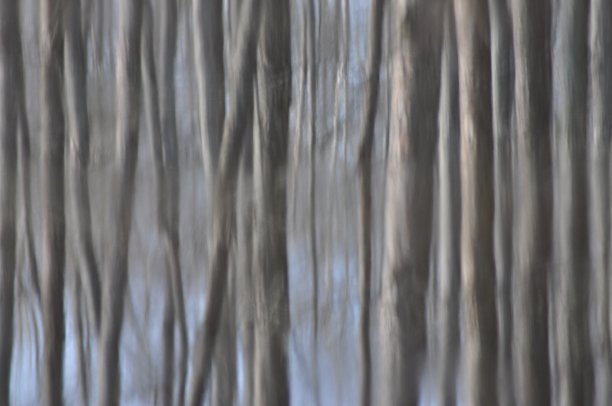 倒影中的桤木，水图片下载