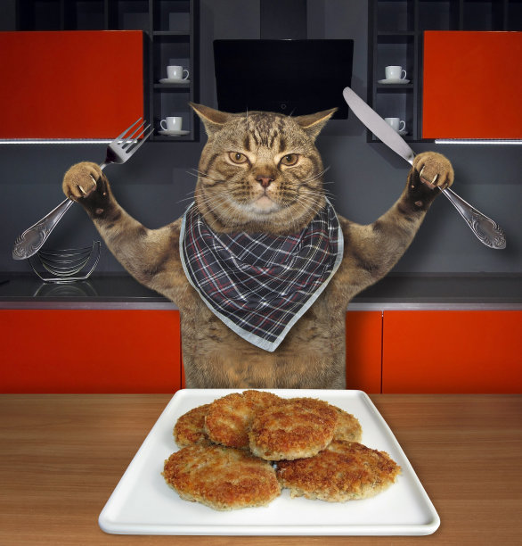 猫在厨房里吃肉饼图片下载